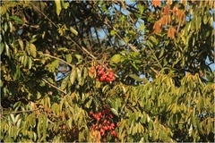 Connarus paniculatus